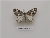 藏品(尺蛾114)的圖片